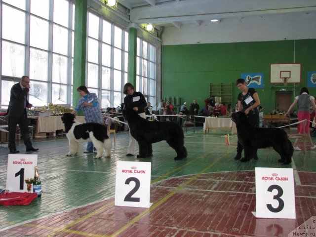 Фото: ньюфаундленд Super Premium Zheneva (Супер Премиум Женева), ньюфаундленд Ivan Tsarevich iz Tihogo Omuta (Иван Царевич из Тихого Омута), ньюфаундленд Black Diamond Agidel ot Potapa Patricia (Блэк Диамонд Агидель от Потапа Патриция)