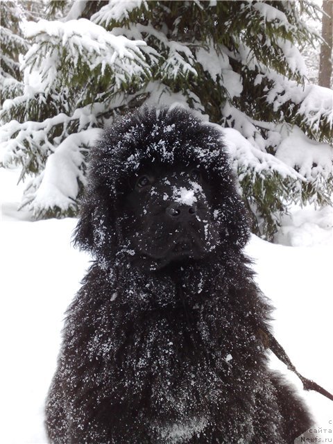 Фото: ньюфаундленд Smigar Galaxsy Shall Win (Смигар Галакси Шелл Вин)