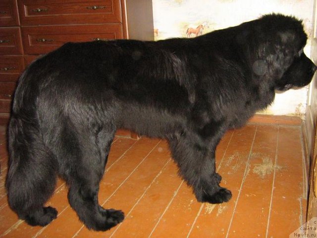 Фото: ньюфаундленд Plushevaya Panda Svetskaja Lviza (Плюшевая Панда Светская Львица)