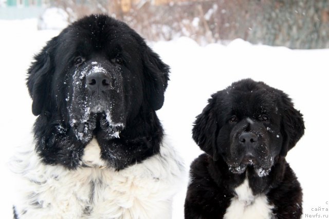 Фото: ньюфаундленд Super Bizon Argo (Супер Бизон Арго), ньюфаундленд Ikona Stilya (Икона Стиля)