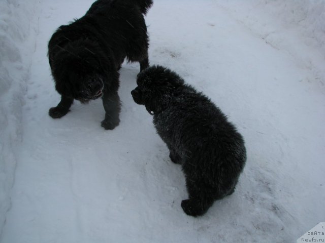 Фото: ньюфаундленд Smigar Gordon Fellow (Смигар Гордон-Феллоу), ньюфаундленд Smigar Jezella de lya Roze (Смигар Жезелла де ля Розе)