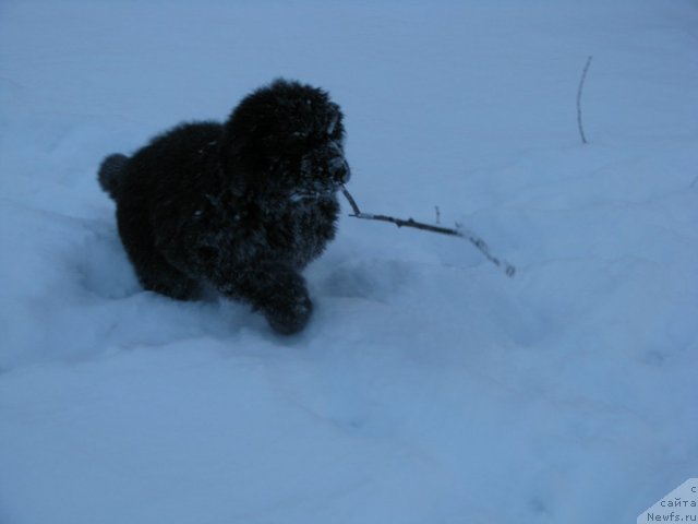 Фотография № 55555