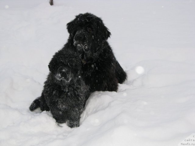 Фотография № 55557