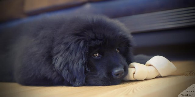 Фотография № 55561