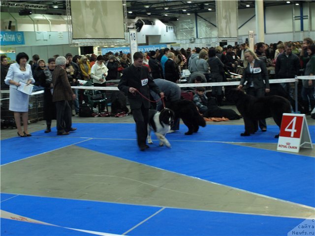 Фото: ньюфаундленд Aleze Beautiful Princess Aqua Pearl