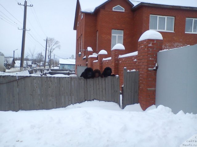 Фото: ньюфаундленд N'yufort Lunnyiy Barhat (Ньюфорт Лунный Бархат), ньюфаундленд Barhatka Roskoshnaya (Бархатка Роскошная), ньюфаундленд Baloven' Sud'byi (Баловень Судьбы)