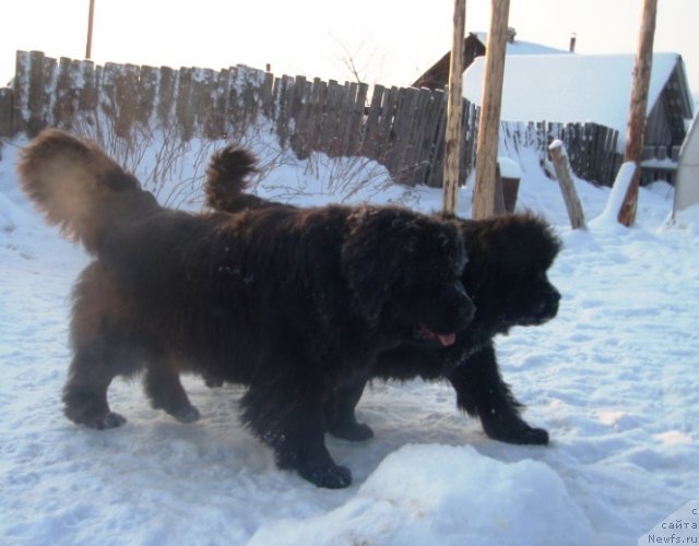 Фото: ньюфаундленд Severtan Rojdennaya Legendoy (Севертан Рожденная Легендой), ньюфаундленд N'yufort Magiya Lyubvi (Ньюфорт Магия Любви)