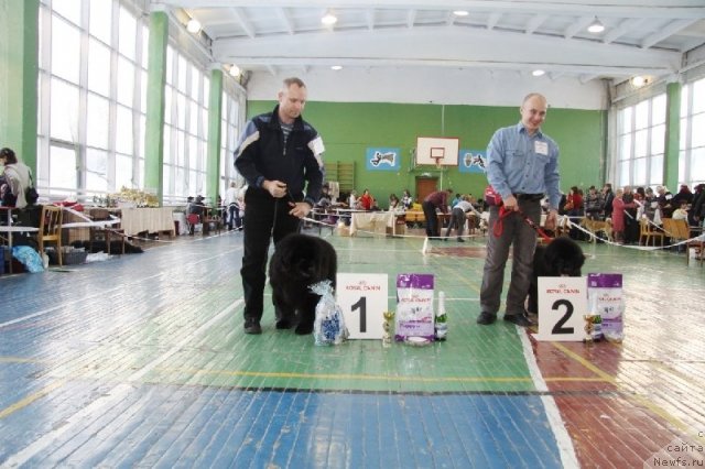 Фото: ньюфаундленд Ih Vyisochestvo Valensiya Vud (Их Высочество Валенсия Вуд), ньюфаундленд Ih Vyisochestvo Vladlena Madjiks (Их Высочество Владлена Маджикс), Aleksey Nistratov (Алексей Нистратов)