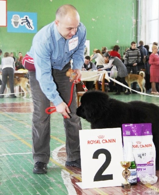 Фото: ньюфаундленд Ih Vyisochestvo Vladlena Madjiks (Их Высочество Владлена Маджикс), Aleksey Nistratov (Алексей Нистратов)