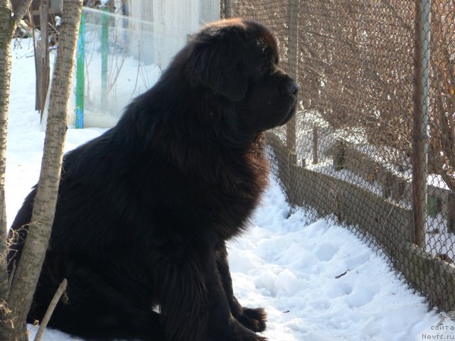 Фото: ньюфаундленд Veridan Zvezdnyiy Put' (Веридан Звездный Путь)