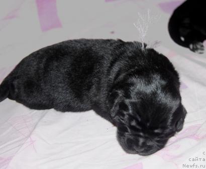 Фото: ньюфаундленд Sent Djons Mulen Ruj (Сент Джонс Мулен Руж)