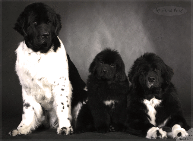 Фото: ньюфаундленд Piternyuf Prodigy (Питерньюф Продижи), АК Онли Лав, ньюфаундленд Mag Ispolin Lavina (Маг Исполин Лавина)