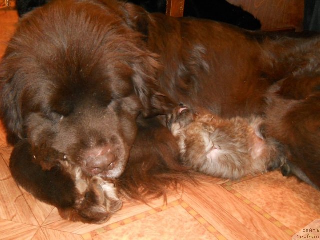 Фото: ньюфаундленд Fann'yuf Akudzyava Nazarovna (Фанньюф Акудзява Назаровна)