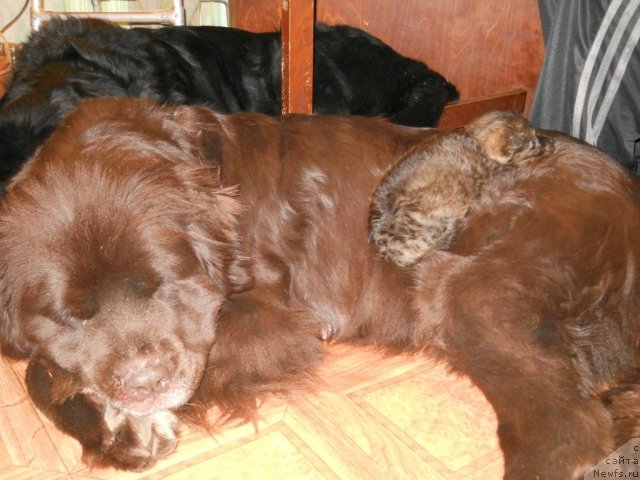 Фото: ньюфаундленд Fann'yuf Akudzyava Nazarovna (Фанньюф Акудзява Назаровна)