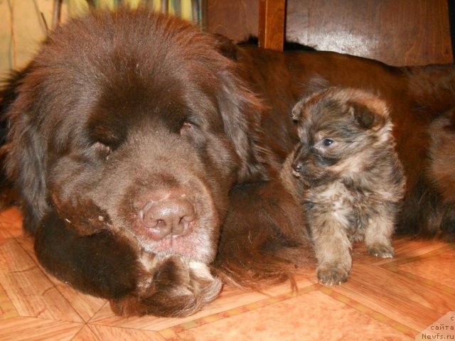 Фото: ньюфаундленд Fann'yuf Akudzyava Nazarovna (Фанньюф Акудзява Назаровна)