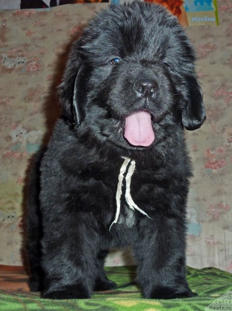 Фото: ньюфаундленд Val'ber Ostin Klyer (Вальбер Остин Клэр)