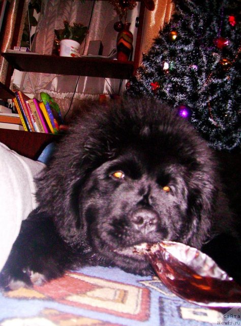 Фото: ньюфаундленд Ih Vyisochestvo Vladlena Madjiks (Их Высочество Владлена Маджикс)