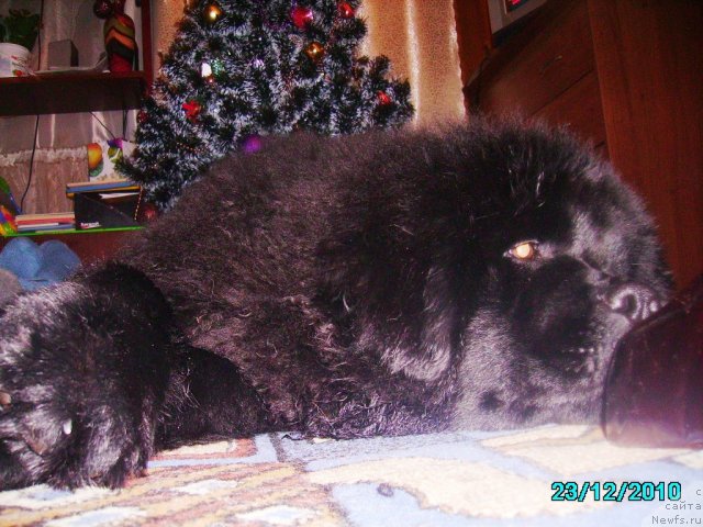 Фото: ньюфаундленд Ih Vyisochestvo Vladlena Madjiks (Их Высочество Владлена Маджикс)