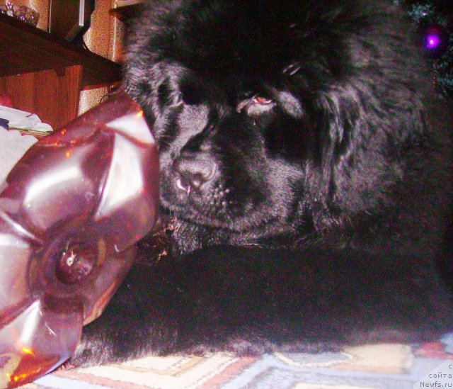 Фото: ньюфаундленд Ih Vyisochestvo Vladlena Madjiks (Их Высочество Владлена Маджикс)