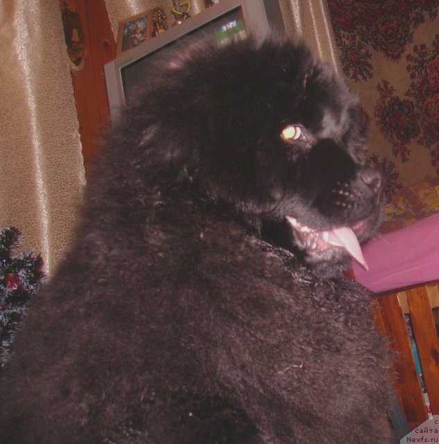 Фото: ньюфаундленд Ih Vyisochestvo Vladlena Madjiks (Их Высочество Владлена Маджикс)