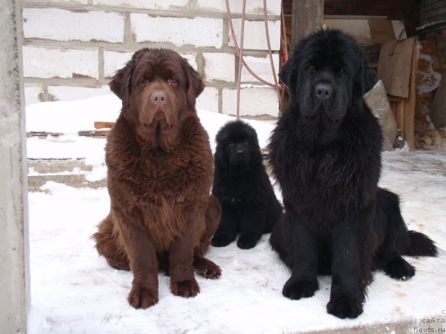 Фото: Нюся, маленькая АК Оpen soul, ньюфаундленд Aquatoriya Kelvin Inspirit Life (Акватория Келвин Инспирит Лайф)