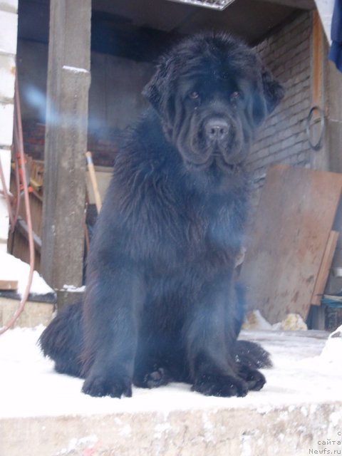 Фото: ньюфаундленд Aquatoriya Kelvin Inspirit Life (Акватория Келвин Инспирит Лайф)