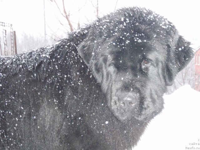 Фото: ньюфаундленд Aquatoriya Kelvin Inspirit Life (Акватория Келвин Инспирит Лайф)