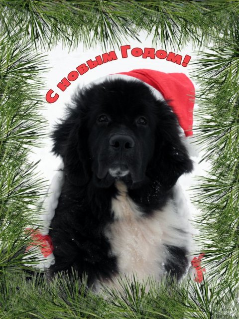 Фото: ньюфаундленд Starbimovlav Gardemarin (Старбимовлав Гардемарин)