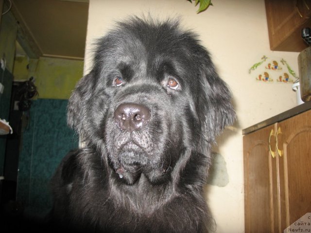 Фото: ньюфаундленд Smigar Nensi Neprevzoydennaya (Смигар Ненси Непревзойденная)