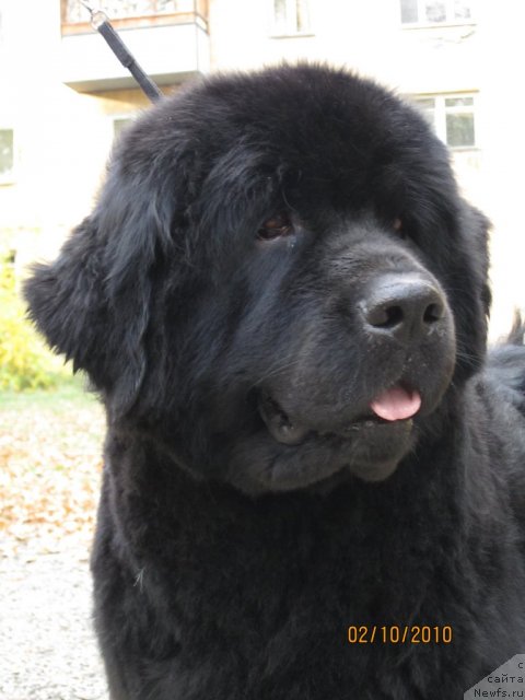 Фото: ньюфаундленд Aleks Dikson (Алекс Диксон)