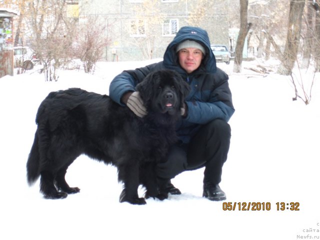 Фото: ньюфаундленд Aleks Dikson (Алекс Диксон), Вадим Бакунин