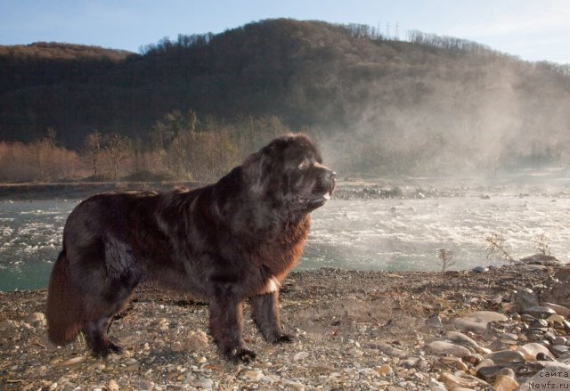 Фото: ньюфаундленд Potap Fidel' (Потап Фидель)