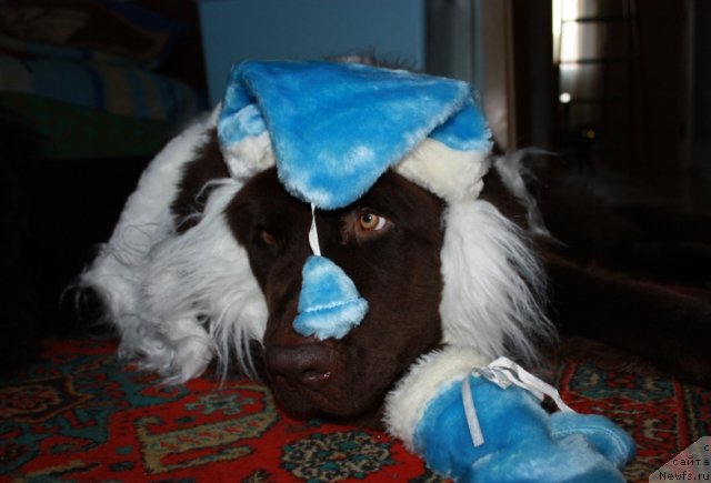 Фото: ньюфаундленд Chernyi Sharm Angel'skaya Krasota (Черный Шарм Ангельская Красота)