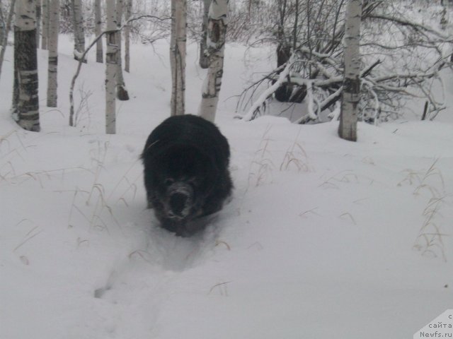 Фото: ньюфаундленд Karat iz Medvejyego Yara (Карат из Медвежьего Яра)