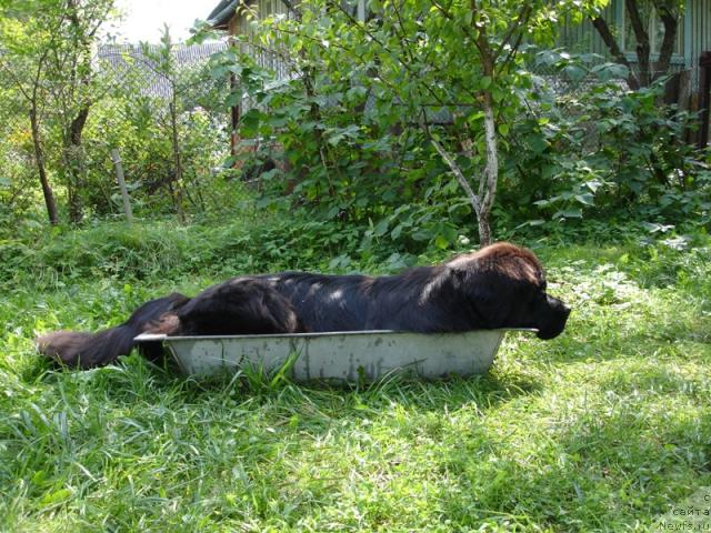Фото: ньюфаундленд CHansi iz Zolotogo Treugol'nika (Чанси из Золотого Треугольника)