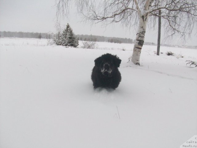 Фото: ньюфаундленд Yarada iz Sibirskoy Glubinki (Ярада из Сибирской Глубинки)