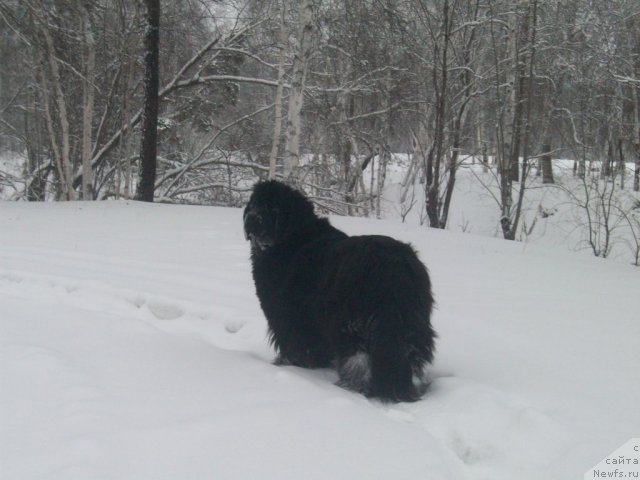 Фото: ньюфаундленд Yarada iz Sibirskoy Glubinki (Ярада из Сибирской Глубинки)