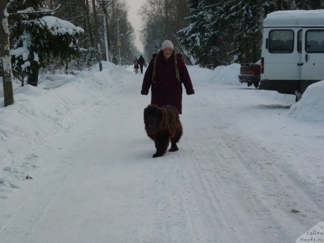 Фото: ньюфаундленд Funnewf Gospozha Udacha (Фанньюф Госпожа Удача)