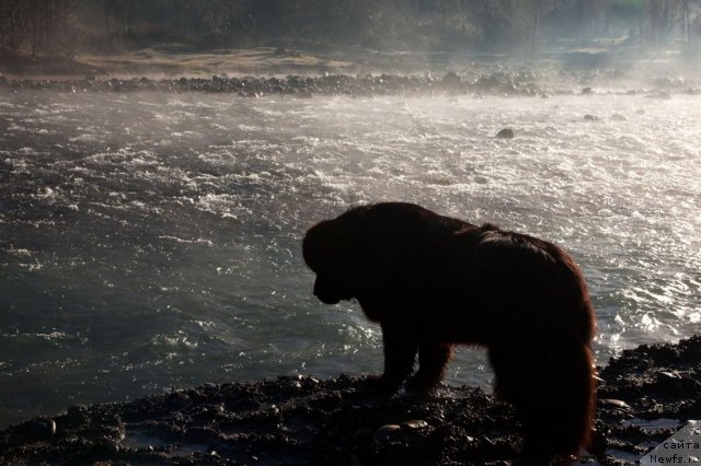 Фото: ньюфаундленд Potap Fidel' (Потап Фидель)