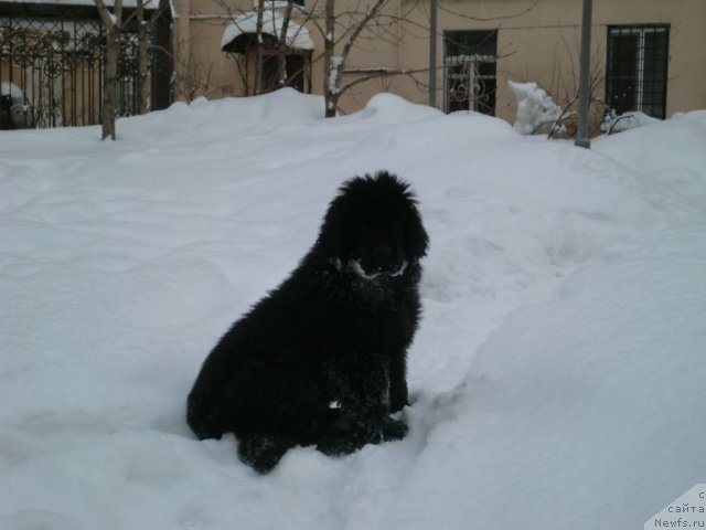 Фото: ньюфаундленд Smigar Greyt Saksyes (Смигар Грейт Саксэс)