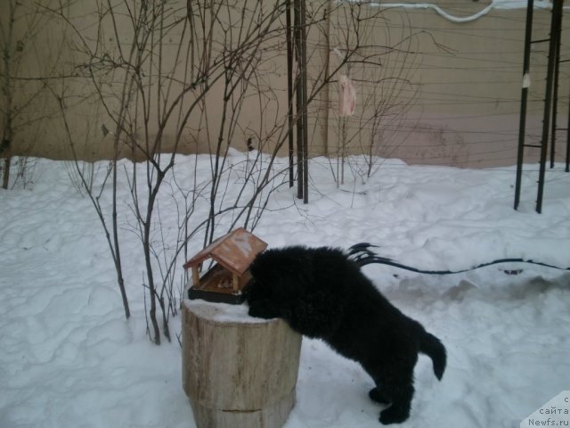 Фото: ньюфаундленд Smigar Greyt Saksyes (Смигар Грейт Саксэс)