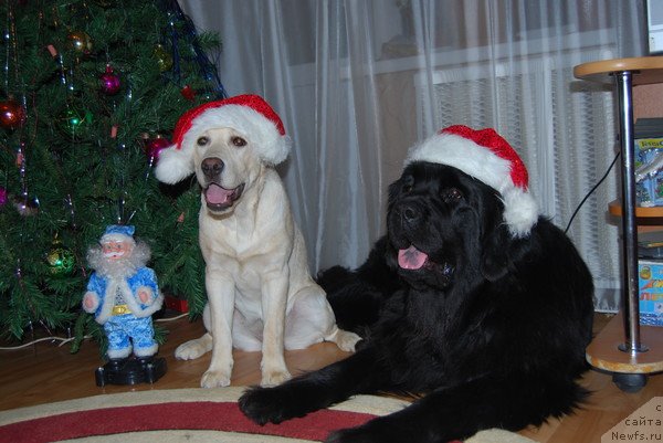 Фото: ньюфаундленд Formula Lyubvi ot Sibirskogo Medvedya (Формула Любви от Сибирского Медведя), Зара