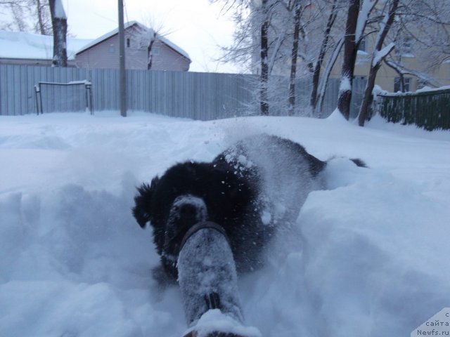 Фото: ньюфаундленд Super Premium Eliseyskaya Polyana (Супер Премиум Елисейская Поляна)
