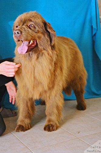 Фото: ньюфаундленд Froncia s Berega Dona (Фронсия с Берега Дона)