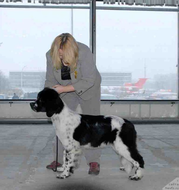 Фото: ньюфаундленд Sent Djons Faberge Collection (Сент Джонс Фаберже Коллекшен)