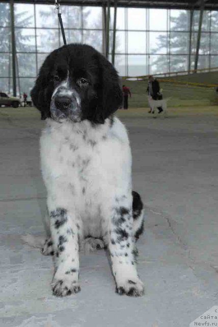 Фото: ньюфаундленд Sent Djons Faberge Collection (Сент Джонс Фаберже Коллекшен)