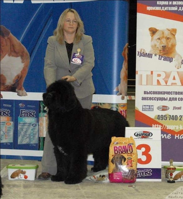 Фото: ньюфаундленд Sent Djons Rose for Me (Сент Джонс Роуз фо Ми)