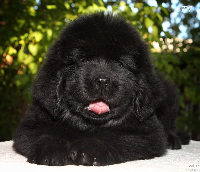 Фото: ньюфаундленд Dyurbahler Klab Villaj Dyubef (Дюрбахлер Клаб Виллаж Дюбеф), на фото 45 дней