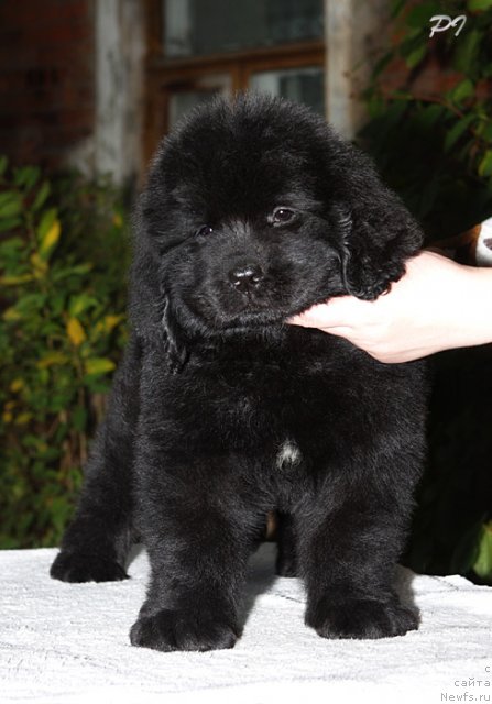 Фото: ньюфаундленд Dyurbahler Klab Villaj Dyubef (Дюрбахлер Клаб Виллаж Дюбеф), на фото 45 дней