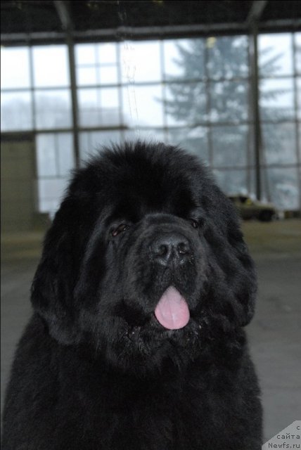 Фото: ньюфаундленд Sent Djons Rose for Me (Сент Джонс Роуз фо Ми)